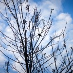 Galeria Moa, fotografia, arte, diseño, decoración, cuadros, Paola, campo , Soto, árbol, pájaro,cielo azul, cumaral, meta, ramas