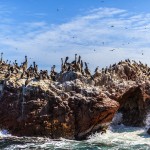 Galeria moa, fotografia, arte, diseño, decoración, cuadros, javier porras, pelicano, isla, Ballestas, cliff, roca, acantilado, mar, pajaro