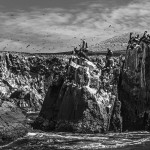 Galeria moa, fotografia, arte, diseño, decoración, cuadros, javier porras, pelicano, isla, Ballestas, cliff, roca, acantilado, mar, pajaro