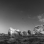 Galeria moa, fotografia, arte, diseño, decoración, cuadros, javier porras, pelicano, isla, Ballestas, cliff, roca, acantilado, mar, pajaro