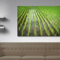 Galeria moa, fotografia, arte, diseño, decoración, cuadros, Santiago Martinez, Arroz, campo, siembra, alimento, Japon, oriental