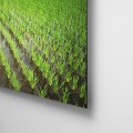 Galeria moa, fotografia, arte, diseño, decoración, cuadros, Santiago Martinez, Arroz, campo, siembra, alimento, Japon, oriental