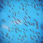 Galeria moa, fotografia, arte, diseño, decoración, cuadros, Santiago Martinez, Flamencos Guajiros II, Santuario de Flora y Fauna los Flamencos, camarones, guajira, rosados, Flamencos, rosados, aves