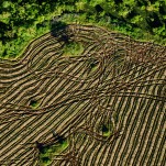 Galeria MOA, Rudolf Schrimpff, cultivo, aereo, Fotograía, Arte, Decoración, Diseño, Bogotá