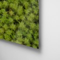 Carolina Medina - Briophyta (Acrilico)