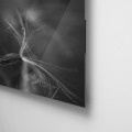 Caras, Galeria MOA, Carolina Medina, blanco y negro, flor, Fotograía, Arte, Decoración, Diseño, Bogotá, acrilico, plexiglass